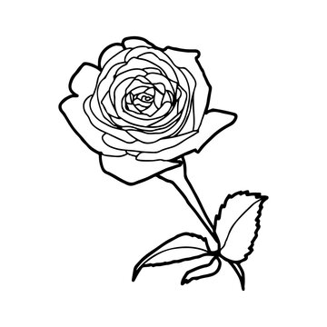 Rose - Stilisierte Geburtsblume als Linienzeichnung in weißem Kreis auf transparentem Untergrund für die verwendung als Label oder Button