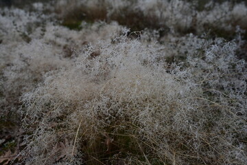 Sierra de la Culebra (Villardeciervos)