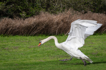 An adult male mute swan (Cygnus olor) defends his territory from other birds - 775107592