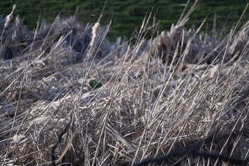 Sierra de la Culebra (Villardeciervos)