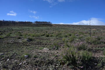 Sierra de la Culebra (Villardeciervos)