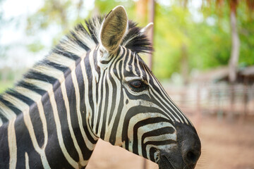 Fototapeta na wymiar A zebra horse (side head) with arid land environment background. Animal wildlife portrait photo, close-up and selective eye focus.