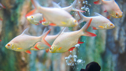Group of Goldfin or Tin foil barb fish underwater. Animal in nature portrait photo, close-up and selective focus.
