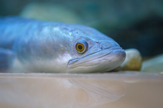 A giant snakehead fish during is laying down on ground. Local Thai fish portrait photo, close-up and selective focus.