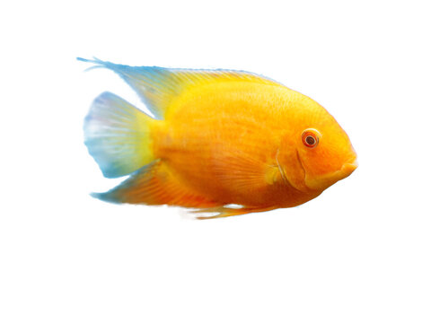 orange gold severum cichlid fish isolated
