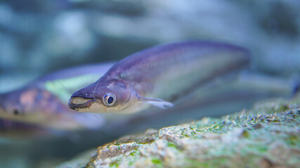 Group of Phalacronotus or sheatfish underwater, one of Thai famous local freshwater fish that using...