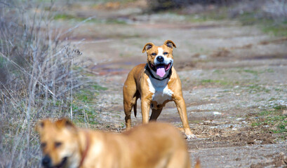 Female American Staffordshire Terrier dog or AmStaff