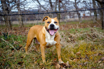 Female American Staffordshire Terrier dog or AmStaff - 775108796
