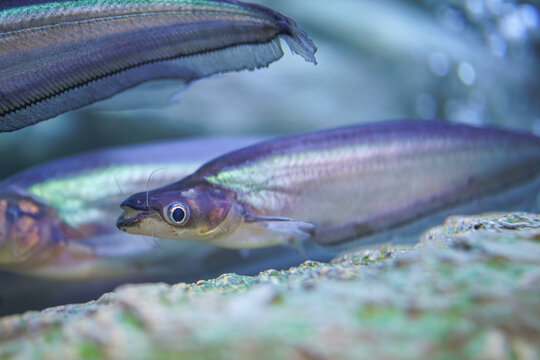 Group of Phalacronotus or sheatfish underwater, one of Thai famous local freshwater fish that using for cooking food. Animal in nature photo, close-up and selective focus.