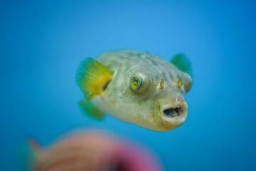 A cute puffer fish or globefish is swimming underwater. Fish portrait photo, close-up and selective focus.