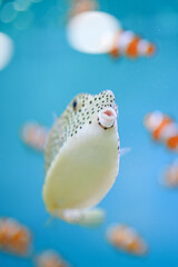 A cute puffer fish or globefish is swimming underwater. Fish portrait photo, close-up and selective focus. © Nattawit