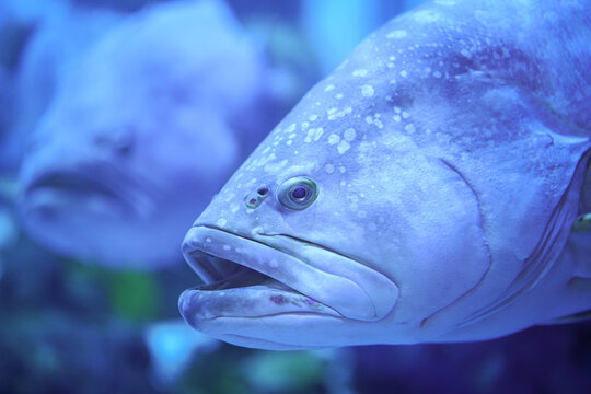 Portrait of giant grouper fish undertwater with blue color tone. Animal in nature portrait photo, eye selective focus. 