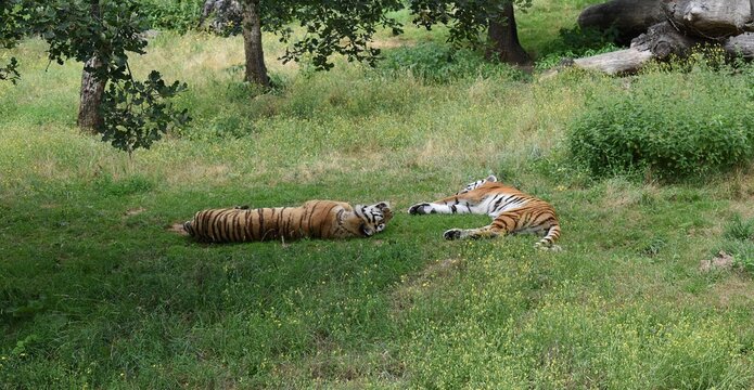 Deux tigres de Sibérie (Panthera tigris altaica) allongés dans la verdure