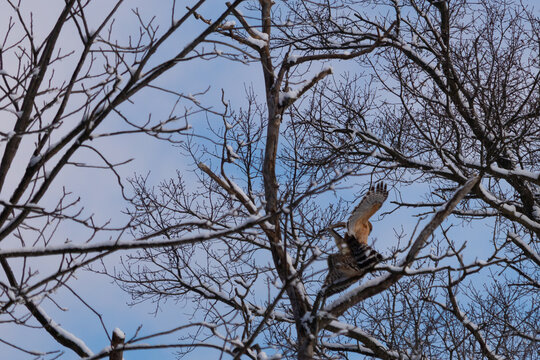 These beautiful red-shouldered hawks were up in the tree together. The one coming over to the other shows it is a male and female. The branches having snow clinging to them.