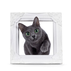 Adult Korat cat, stepping through wjite picture frame. Looking towards camera with intens green eyes. isolated on a white background.