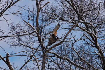 These beautiful red-shouldered hawks were up in the tree together. The one coming over to the other...