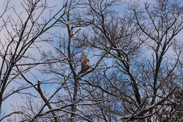These beautiful red-shouldered hawks were up in the tree together. The one coming over to the other...