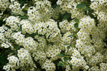 Spring background white spirea inflorescences close up. White spirea flowers on a bush