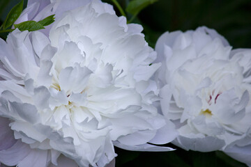 White peony close-up. A garden with blooming white peonies