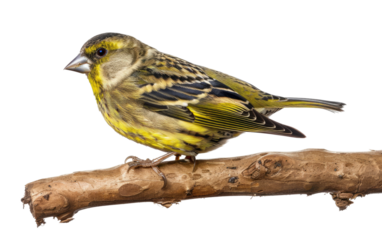 Woodland Whims: Siskin Resting on Branch isolated on transparent Background