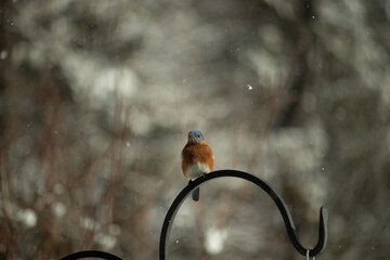 This cute little bluebird sat perched on this metal rod. The beautiful blue feathers of this bird...