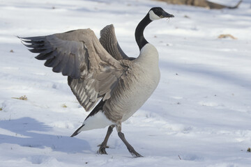 Canadian goose flapping its wings as it walks on snow with grass in its beak © Patrice