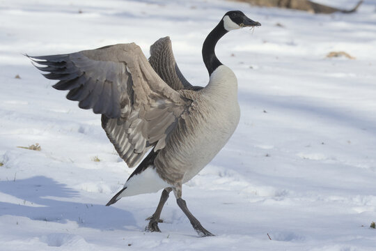 Canada Goose Flying Images Browse 28 302 Stock Photos Vectors and Video Adobe Stock