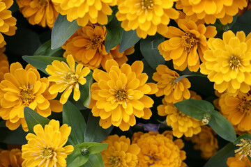 Yellow flowers in close up background