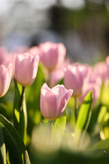 pink tulip flowers in close up - 775117506