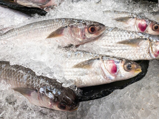 Closeup of the fresh fish on the crushed ice.
