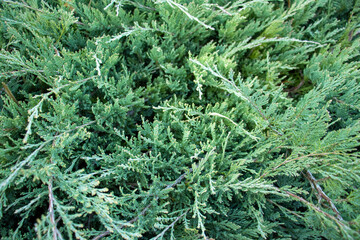 Closeup of a lush shrub with abundant green leaves