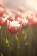Red white Tulip flower in close up - 775120564