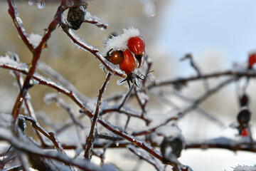 gefroren Hagebutten glitzern in der Sonne