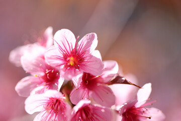pink cherry blossom sakura flowers in close up - 775122783