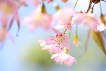pink cherry blossom sakura flowers in close up - 775122784
