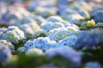 blue hydrangea flower in close up - 775123344