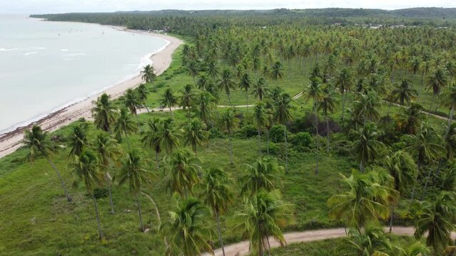 Vis&atilde;o a&eacute;rea de &aacute;rvores coqueiros em uma coqueiral pr&oacute;ximo a uma orla de praia em alagoas, nordeste brasileiro.