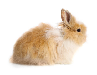 Cute little rabbit on white background. Adorable pet