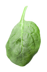 Fototapeta premium One fresh spinach leaf isolated on white