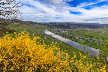 Blick auf die Mosel und den Ort Leiwen mit blühendem Ginster im Frühjahr vom Weitwanderweg Moselsteig fotografiert, Bundesland Rheinland-Pfalz, Deutschland