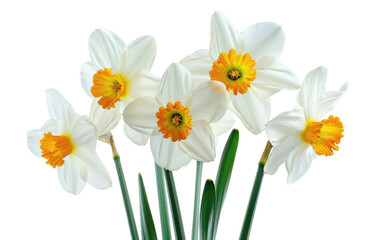 Snowdrop Splendor: The Elegance of White Daffodils isolated on transparent Background