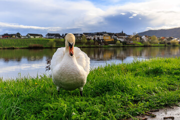 Schwan am Moselsufer in Piesport am Fluss Mosel mit Blick auf den Ortsteil Niederemmel im Hintergrund, am Weitwanderweg Moselsteig im Bundesland Rheinland-Pfalz, Deutschland