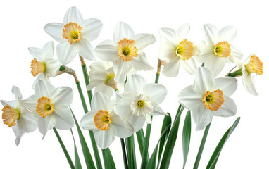 Frosty Florals: White Daffodils in Focus isolated on transparent Background