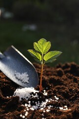 Fertilizing soil with growing young sprout outdoors, selective focus