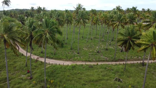 Árvores de coco em uma fazenda de Alagoas