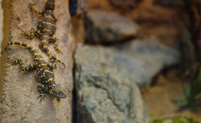 lizard at the zoo in its terrarium, walk in Frankfurt Zoological garden, founded in 1858 and second...