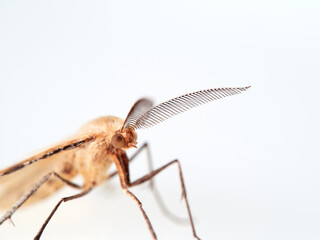 Brown nocturnal moth with large feathery antennae. Aspitates ochrearia