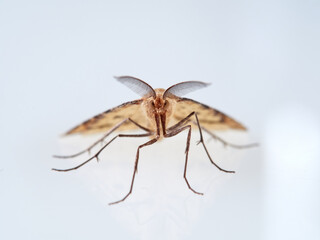 Brown nocturnal moth with large feathery antennae. Aspitates ochrearia