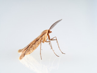 Brown nocturnal moth with large feathery antennae. Aspitates ochrearia