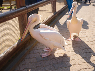 White Pelican - Pelecanus onocrotalus in Frankfurt zoo, walk in Frankfurt Zoological garden, founded in 1858 and second oldest zoo in Germany